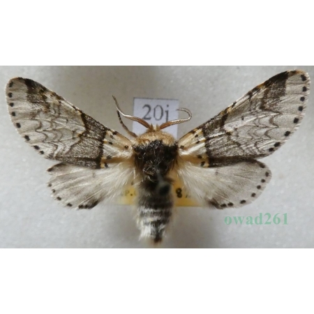 Furcula furcula (Clerck, 1759) male Widłogonka widlica Czech20j